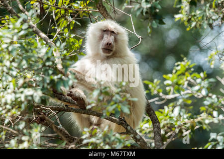 Eine Olive Baboon Leucism leiden. Stockfoto