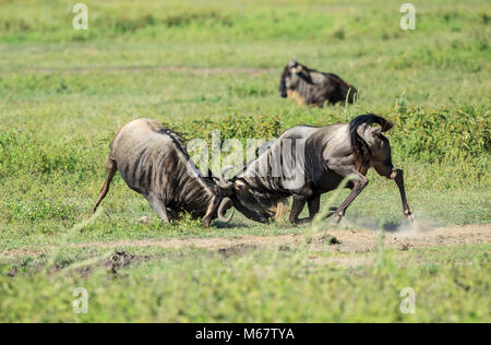 Die Weißbartgnus, auch Gnus, sind eine Gattung der Antilopen, wissenschaftlicher Name Connochaetes. Sie gehören zur Familie der Hornträger. Stockfoto