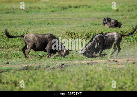 Die Weißbartgnus, auch Gnus, sind eine Gattung der Antilopen, wissenschaftlicher Name Connochaetes. Sie gehören zur Familie der Hornträger. Stockfoto