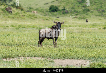 Die Weißbartgnus, auch Gnus, sind eine Gattung der Antilopen, wissenschaftlicher Name Connochaetes. Sie gehören zur Familie der Hornträger. Stockfoto