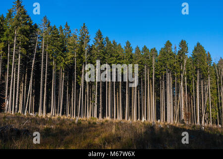 Ein nadelwald industriell in Vosges, Frankreich ausgenutzt Stockfoto