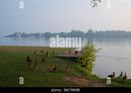 Enten füttern durch die Wasser der Niagara River auf einem Nebelhaften am frühen Morgen. Stockfoto