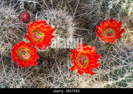 Claret Cup Kaktus (Echinocereus triglochidiatus) in voller Blüte, Hueco Tanks State Park und historischen Ort, Chihuahuan Wüste, in der Nähe von El Paso, Texas, USA Stockfoto