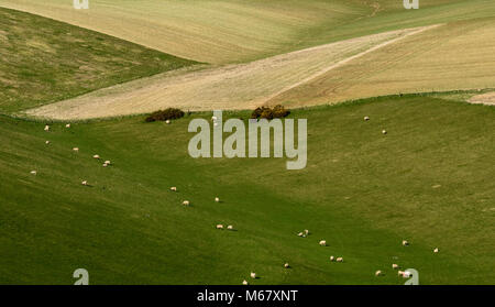 Schafe in einem Feld in Sussex downland in der Nähe von Ditchling Beacon an einem Sommertag. Stockfoto