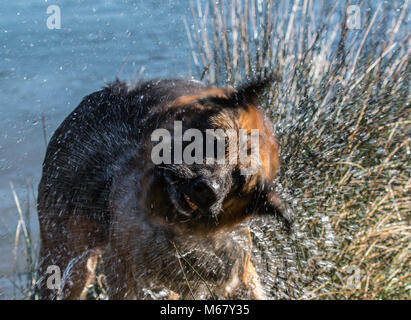 Mein lieber Freund Odin, eine spektakuläre Deutscher Schäferhund, genießen den Strand im Winter, mit Bad im Meer der Deutsche Schäferhund oder Deutschen Schäferhund (in Stockfoto