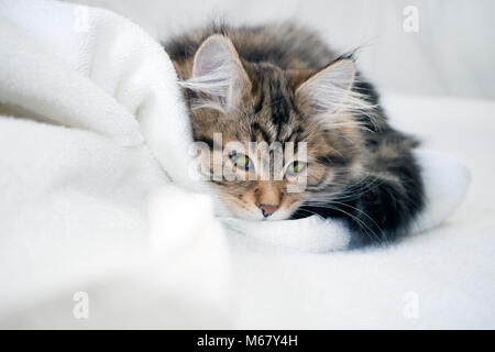 Sneaky Kätzchen versteckt hinter einer weißen Decke. Niedlich, Sibirischen braune und schwarze Katze mit langen Haaren. Sibirische Katzen gedacht, weniger Allergien verursachen Stockfoto