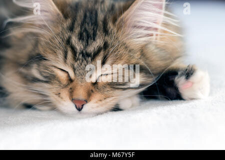 Süße braun Tabby kitten Schlafen auf einer weißen Decke. Reinrassige Sibirische Waldkatzen sind dachte weniger Allergien verursachen Stockfoto