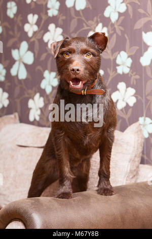 Eine 2 Jahre alte Schokolade braun Patterdale Terrier Hund auf einem Sofa in einem Haus in der UK. 2018. Stockfoto