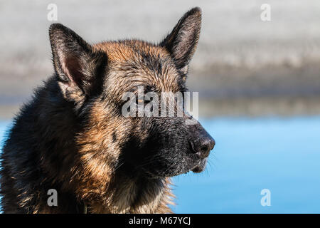 Mein lieber Freund Odin, eine spektakuläre Deutscher Schäferhund, genießen den Strand im Winter, mit Bad im Meer der Deutsche Schäferhund oder Deutschen Schäferhund (in Stockfoto