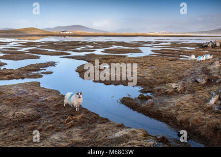 Ein Schaf, das Beobachten der Fotograf bei Seilebost saltings in Richtung Luskentire, Isle of Harris, Western Isles, Schottland Stockfoto