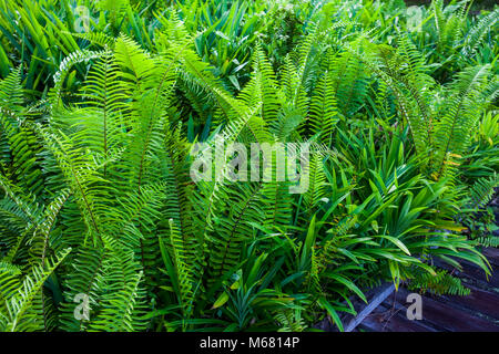 Schöne grüne Farne Blätter Stockfoto