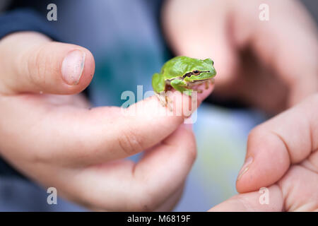 Little Green Frog Laubfrosch in der Hand des Kindes Stockfoto