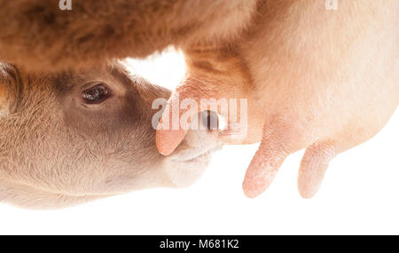 Baby Kalb trinken Milch von der Mutter Kuh isoliert auf weißem Stockfoto