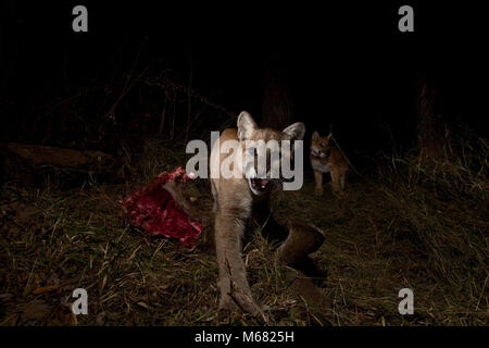 P-13 und Kätzchen auf einem Töten. Unsere Remote Camera vor kurzem P-13 und Ihre 10 Monate alte Jungtiere gefangen, P-28 und P-30, auf ein Kill in Malibu Creek State Park. Die drei verbrachten zwei Nächte ihre Mahlzeit von Hirsch. Nach der Untersuchung mehr als 400 + kill Websites während unserer Studie haben wir festgestellt, dass Hirsch entfielen 95 % der Mountain Lion tötet. Stockfoto