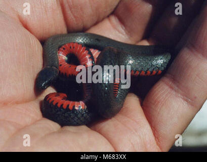 Ringneck Snake. Wissenschaftlicher Name: Diadophis punctatus Stockfoto