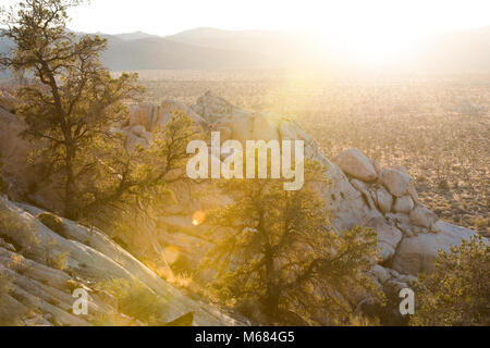 Single-leaf pinyon Kiefern (Pinus monophylla) bei Sonnenuntergang. Stockfoto