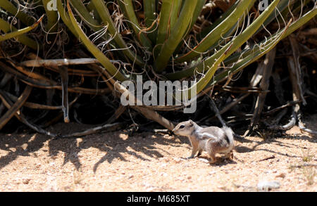 White-tailed Antilope Erdhörnchen (Ammospermophilus leucurus). Stockfoto