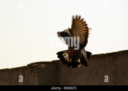 Tauben fliegen in sauberen blauen Himmel Stockfoto