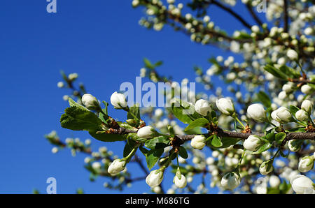 Blühen Bäume im Garten zu aple auf Hintergrund blauer Himmel Stockfoto