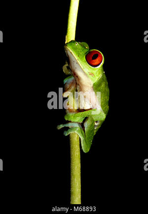 Green Tree Frog mit roten Augen Stockfoto