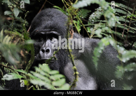 Gorilla Gesicht Nahaufnahme Stockfoto