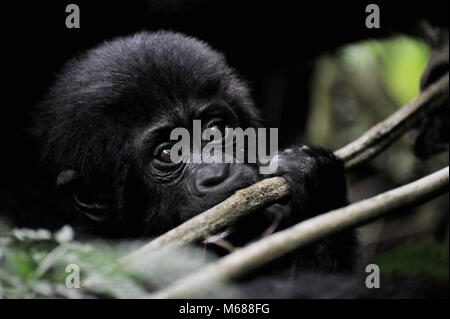 Mutter und Baby Gorilla Trekking in Uganda Stockfoto