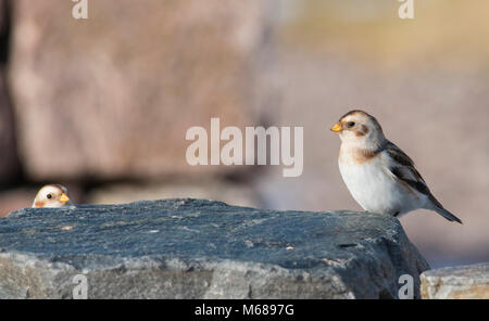 Zwei Schnee Ammern (Plectrophenax nivalis) saß auf einem Felsen in die Cairngorm Berge im Winter. Stockfoto