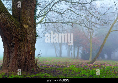 Misty woodland Shot mit großen Baum im Vordergrund und Nebel im Hintergrund am frühen Morgen in Essex Stockfoto