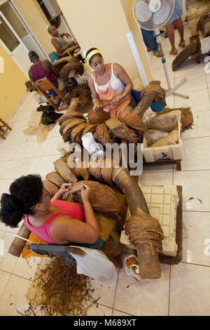 Kubanischen Frauen vorbereiten Tabak Blätter für die Auswahl in den Anfangsphasen der Zigarre Produktion am H. Uppmann Factory in Havanna Stockfoto