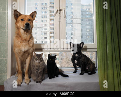 Hunde und Katzen sitzen fröhlich auf einer breiten Fensterbank Stockfoto