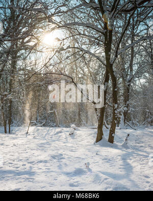 Kalte Pulverschnee fällt vom Baum verzweigt in die schneebedeckten Boden in Wäldern, Bourne, Lincolnshire, Großbritannien. Während das Tier aus dem Osten Wetter genommen Stockfoto