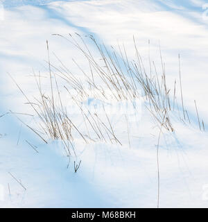 Ein abstraktes Bild von wilden Gräsern im tiefen Schnee im Winter kalte Wetter 2018 vorne genommen wissen, wie das Tier aus dem Osten. Bourne, Lincs, Großbritannien Stockfoto