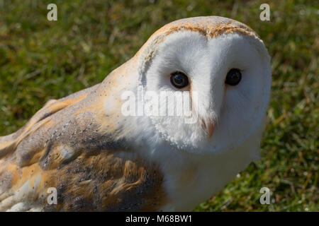 Porträt einer Schleiereule - tyto Alba. Stockfoto