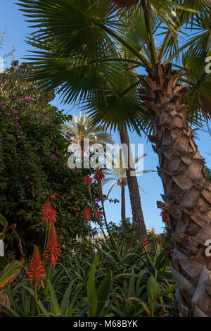 Exotische Pflanzen in Plaza de Candelaria, Cádiz, Andalusien, Spanien Stockfoto