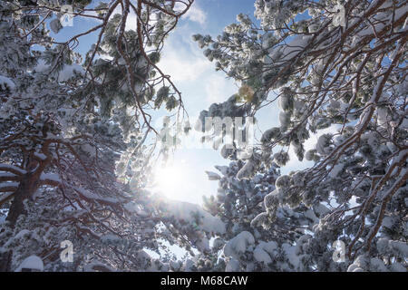 Semmering: Schnee bedeckt Niederlassungen, Sonne, Wiener Alpen, Alpen, Niederösterreich, Lower Austria, Austria Stockfoto