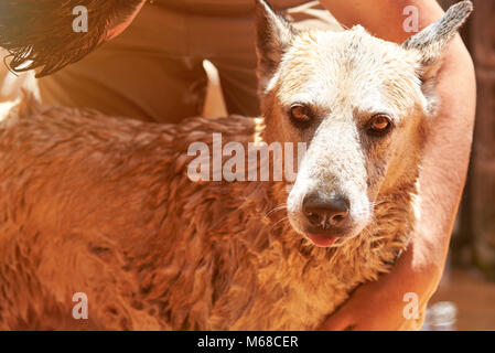 Mann großen Hund Schäferhund close-up trocknen. Reinigung grooming Dog Service Stockfoto