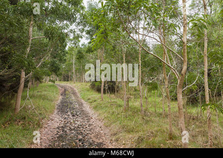 Koa-Baum (Acacia koa) replantings in Nature Conservancy in South Kona, Hawaii. Stockfoto