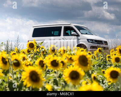 Wohnmobil unter den Sonnenblumen Peyrins Romans-sur-Isère Valence Drôme Auvergne-Rh ône-Alpes Frankreich Stockfoto