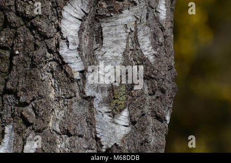 Nahaufnahme der Silver Birch Baumrinde, Großbritannien Stockfoto
