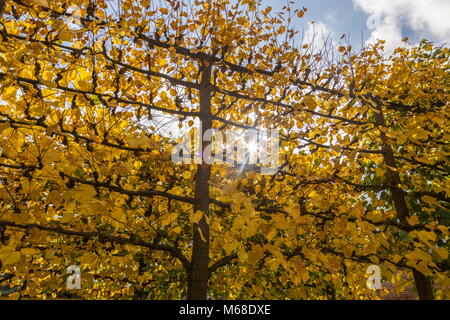 Sonnenlicht strahlt durch die herbstlichen Blätter einen gepflegten Hecke zur Hintergrundbeleuchtung Stockfoto