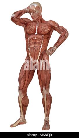 3D-Illustration männlichen Körper ohne Haut, Anatomie und Muskeln isoliert auf weißem Stockfoto