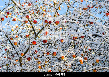Herbst die Zeit der Ernte Äpfel am Baum fallenden frischen Schnee, Herbst Hintergrund Stockfoto