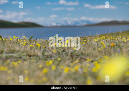 Der polar Mohn in den Bergen von Asien Stockfoto