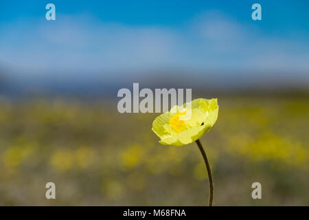 Der polar Mohn in den Bergen von Asien Stockfoto