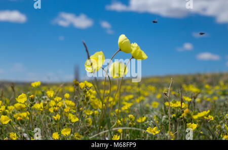 Der polar Mohn in den Bergen von Asien Stockfoto