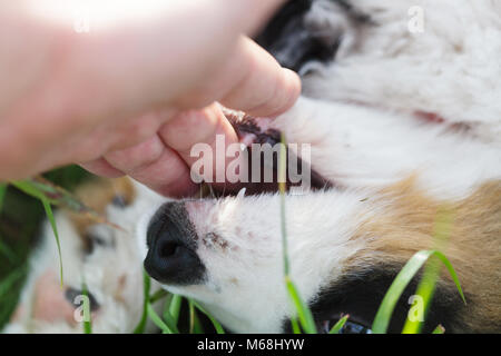 Berner Sennenhund Welpen spielen mit menschlichen Hand Stockfoto