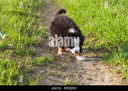 Adorable Berner Sennenhund Welpen zu Fuß Stockfoto