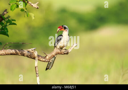 Von der Decken's Hornbill ist ein nashornvogel in Ostafrika gefunden, vor allem im Osten der East African Rift, aus Äthiopien, Südafrika, Tansania. Stockfoto