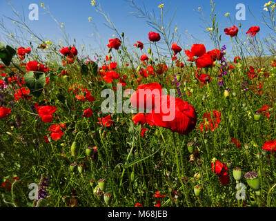 Mohnfeld an einem windigen Tag - Close-up Stockfoto