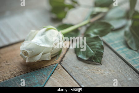 Weiße Rose auf verwitterte Scheune Holz texturierte Oberfläche Stockfoto